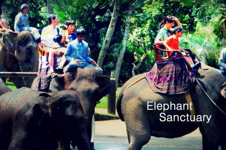 Elephant Sanctuary Day Tour