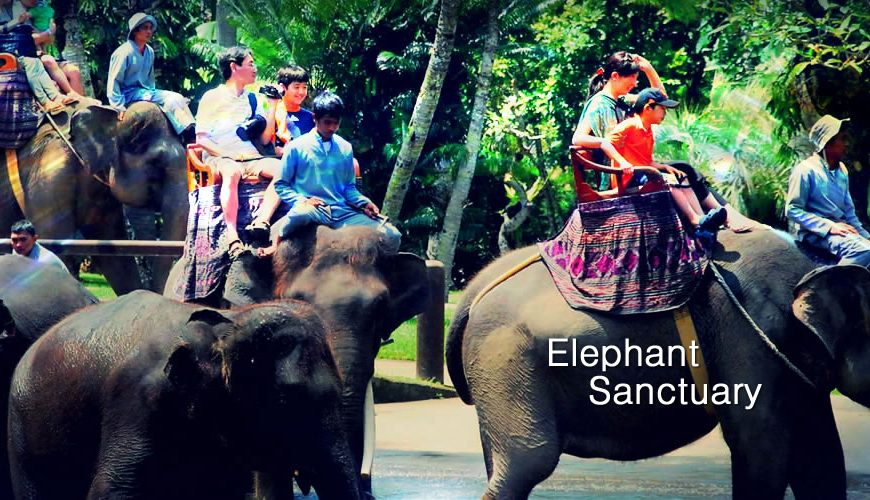 Elephant Sanctuary Day Tour