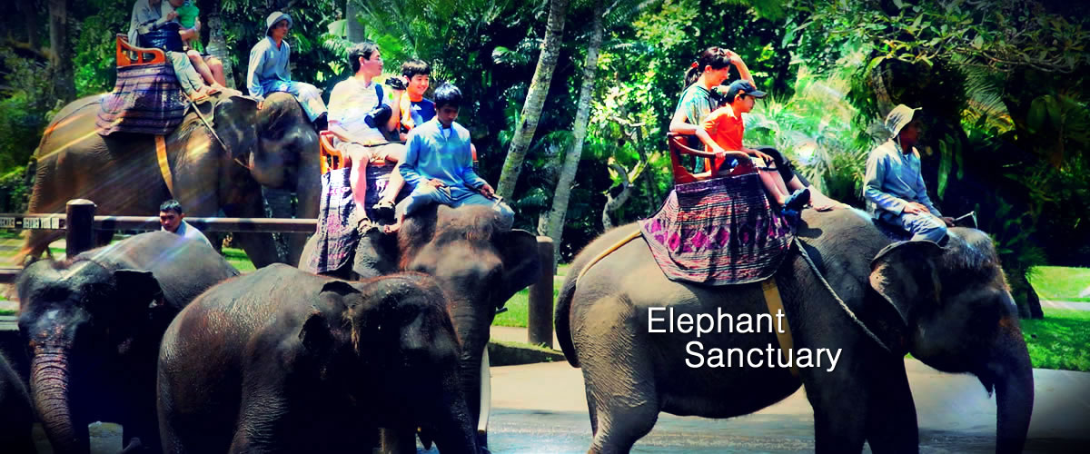 Elephant Sanctuary Day Tour