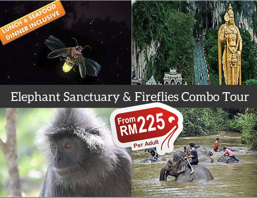 Elephant Sanctuary Fireflies Combo Tour