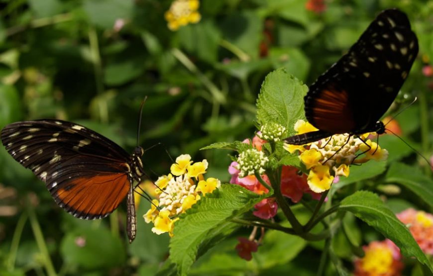 Tranquil Cameron Highlands Full-Day Tour – Private Tour