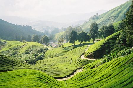 Tranquil Cameron Highlands Full-Day Tour – Private Tour
