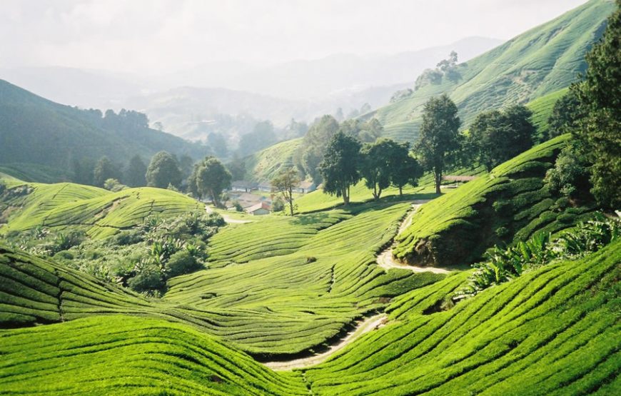Tranquil Cameron Highlands Full-Day Tour – Private Tour