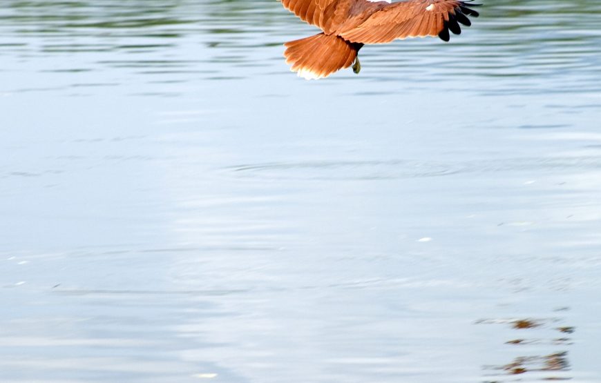 Enchanting Langkawi Mangrove Exploration Tour – Private Tour
