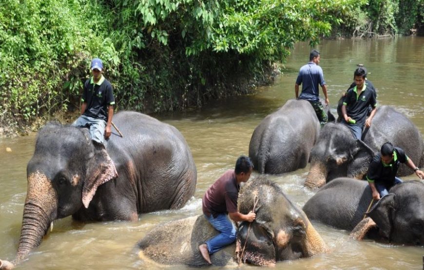 Kuala Gandah Elephant Sanctuary & Fireflies Tour with Blue Tears Combo Tour (Private)