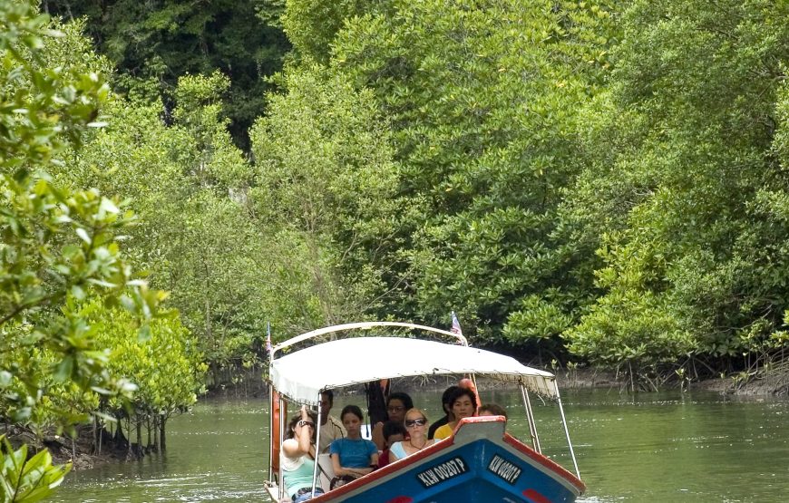 Enchanting Langkawi Mangrove Exploration Tour – Private Tour