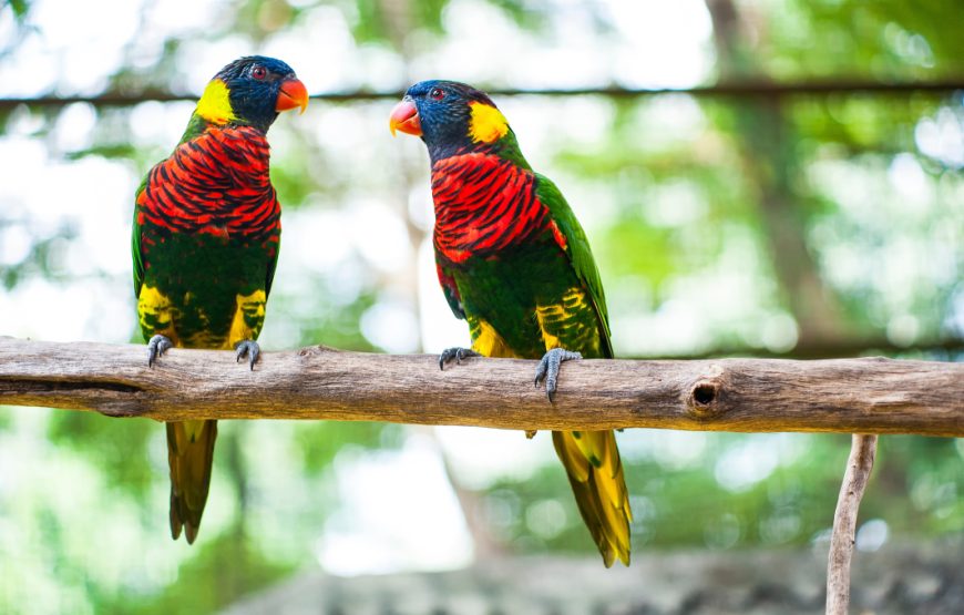 KL Bird Park, Central Market & Chinatown Day Tour