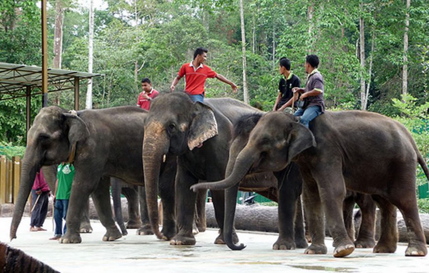 Kuala Gandah Elephant Sanctuary Full-Day Tour – Private Tour