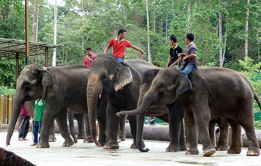 Kuala Gandah Elephant Sanctuary Tour (Full Day)