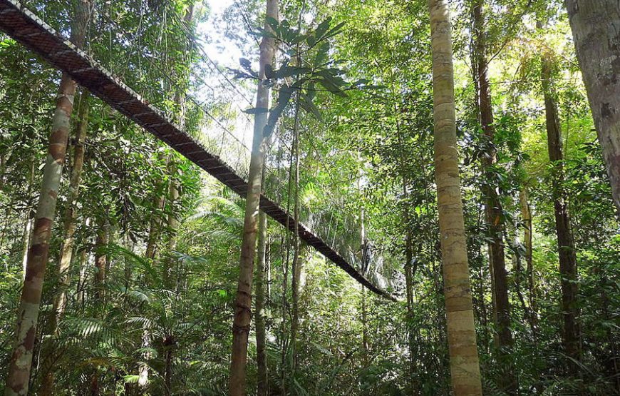 Tropical Taman Negara Trekking Day Tour – Private Tour