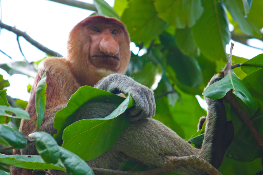Ultimate Bako National Park Wildlife Adventure – Shared Day Tour