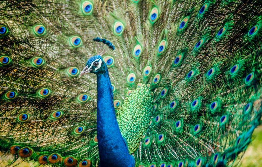 KL Bird Park, Central Market & Chinatown Day Tour
