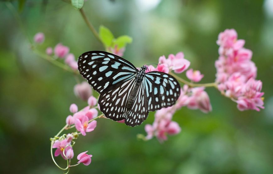 Penang Bird Park & Butterfly Park Private Tour