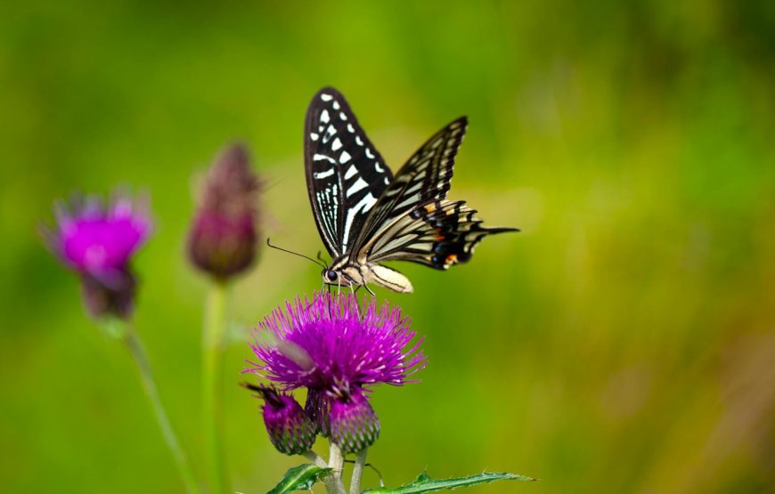 Penang Bird Park & Butterfly Park Private Tour