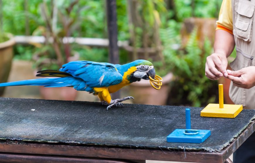 Enchanting KL Bird Park, Butterfly Park & Garden Tour – Private Tour