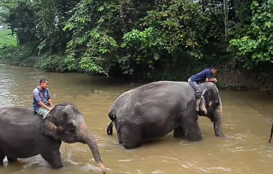 Kuala Gandah Elephant Sanctuary Full-Day Tour – Private Tour