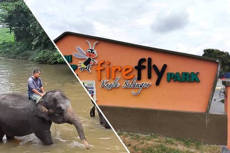 Elephant Sanctuary & Fireflies Combo Tour