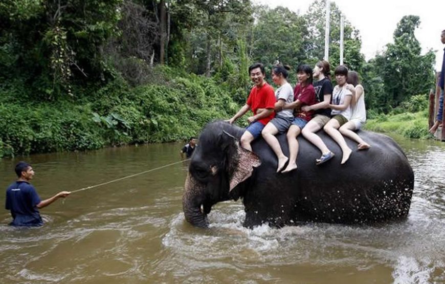 Kuala Gandah Elephant Sanctuary Tour (Full Day)