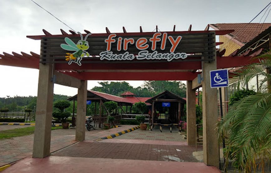 Kuala Selangor Fireflies & Blue Tears Tour with Seafood Dinner – Private Tour