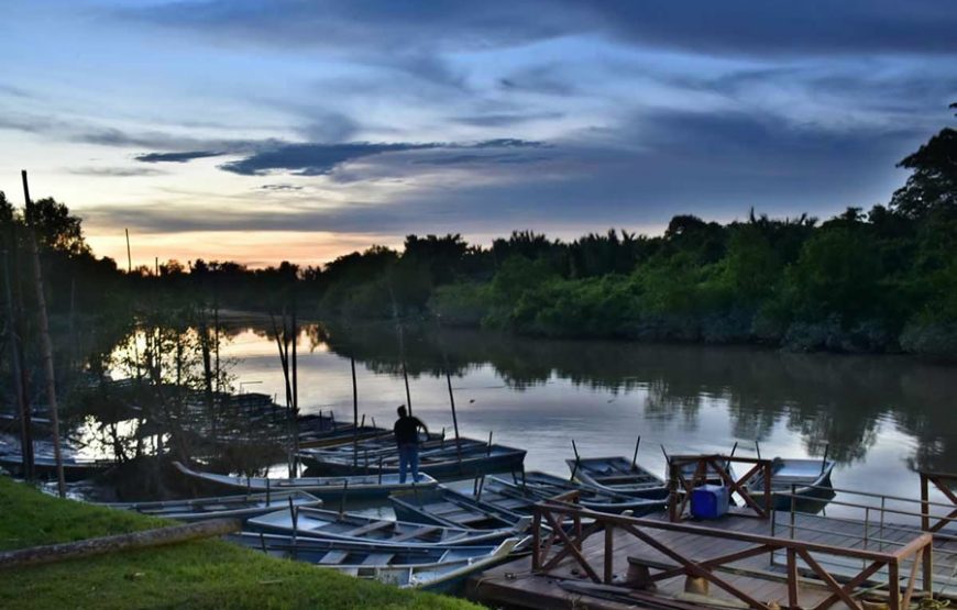 Kuala Selangor Fireflies & Blue Tears Tour with Seafood Dinner – Private Tour