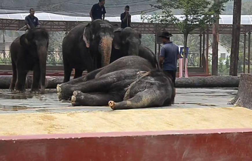 Kuala Gandah Elephant Sanctuary Full-Day Tour – Private Tour