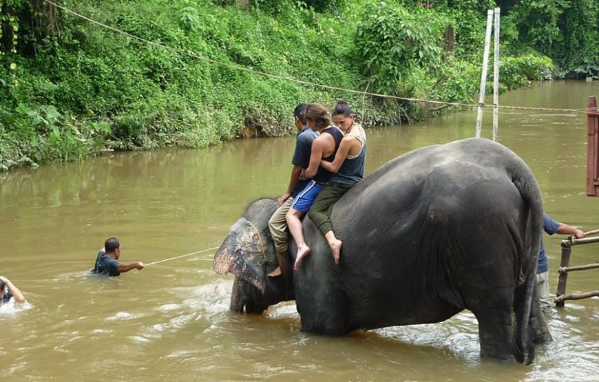 Kuala Gandah Elephant Sanctuary Full-Day Tour – Private Tour