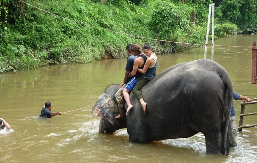 Kuala Gandah Elephant Sanctuary Tour (Full Day)