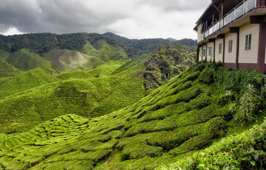 Cameron Highlands One Day Tour