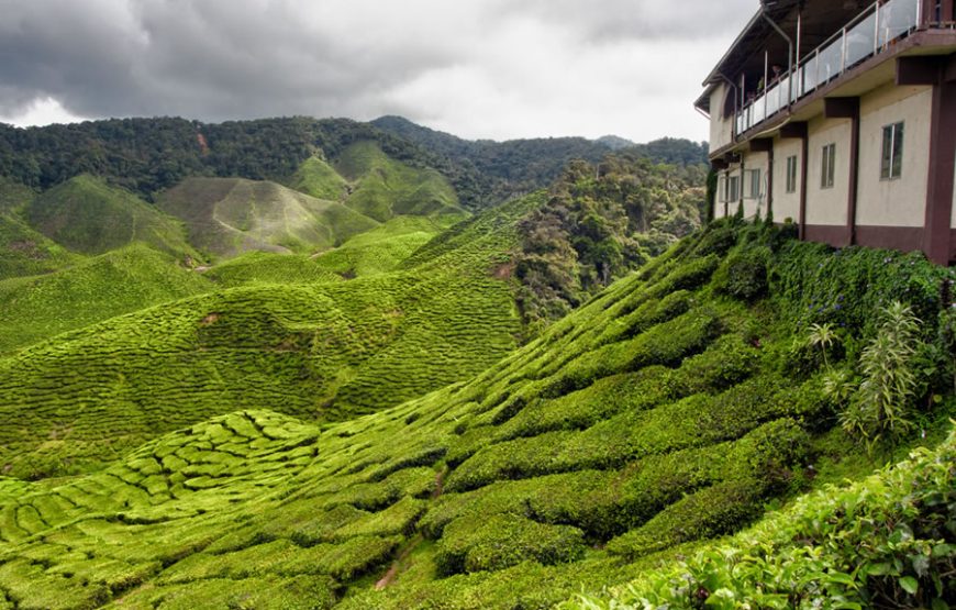 Tranquil Cameron Highlands Full-Day Tour – Private Tour